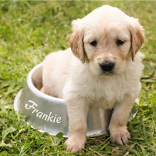 Load image into Gallery viewer, Personalised Pet Bowl Decals for Dogs and Cats - Custom Vinyl Stickers